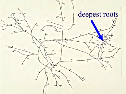 root depth roots tree diagram poplar soil compacted ifas map ufl hort woody edu