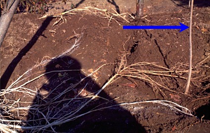 root growth in compacted soil