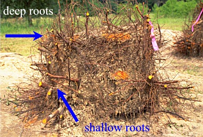 root growth from containers