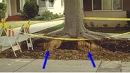 cut tree roots