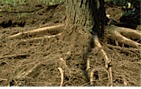 fine roots with main roots