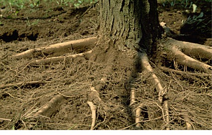 close up of root flare