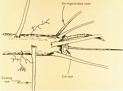 six regenerated roots diagram
