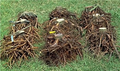oak root systems