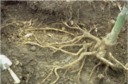 main lateral roots