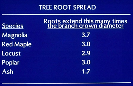 tree root spread