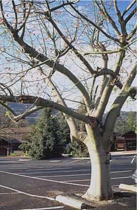 healthy tree with pavement intact