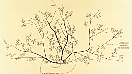 main lateral roots illustration