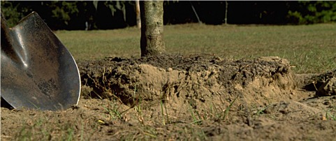 root ball placed in soil