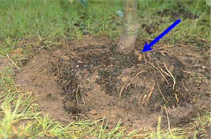 extra soil removed from root ball