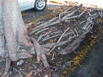 roots deflected by asphalt