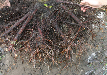 roots pruned