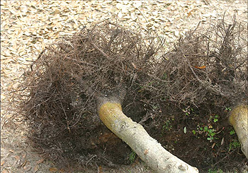 cathedra oak root pruned 8 times
