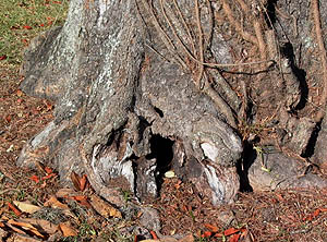 cut roots near trunk can cause tree decay