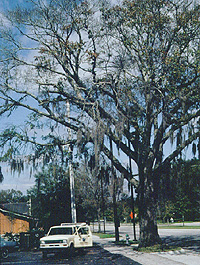 tree with dead branches