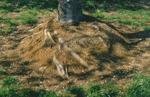 roots in mulch