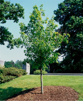 tree with good mulch