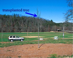 transplanted tree with wide mulch area
