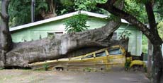 school bus under fallen tree