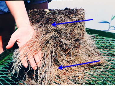 slicing root ball reduces circling