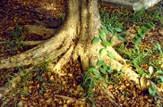 root flare