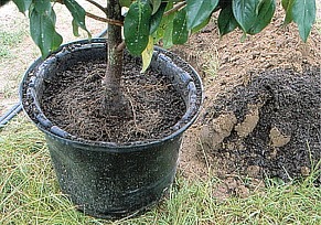 soil removed to check roots