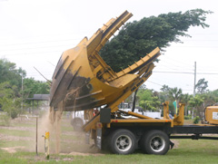 tree being lifted into air