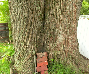 trunk cracked