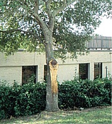 tree split