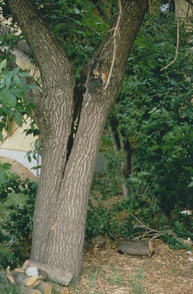 oak split in half