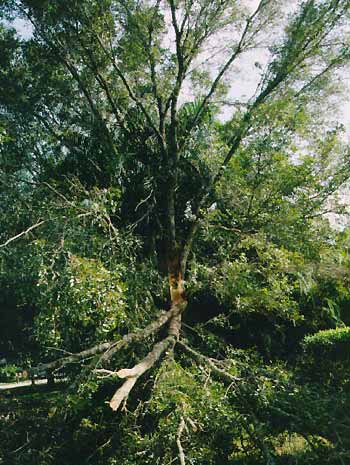 stem split from tree