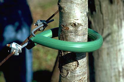 wire in hose to stake tree