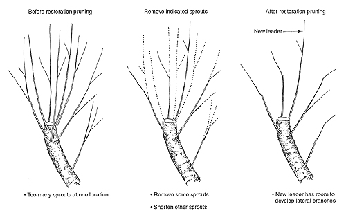 improving structure on damaged branch