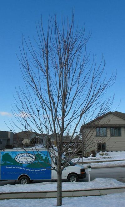 maple before pruning