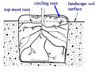 planting diagram