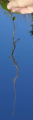 tap root grows down on most trees  germinated from seed