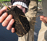 young trees can have their roots spread out