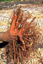 close up of root system