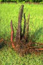 no root pruning
