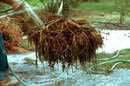 roots with pruning