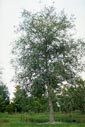 large caliper tree