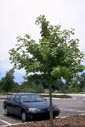 chestnut oak tree