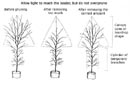 top pruning strategy