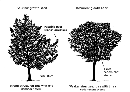 tree form: good vs poor illustration