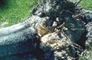 close up of fallen tree