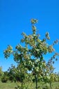 maple tree