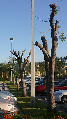 topped tree