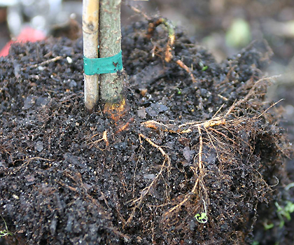 soil removed from top of root ball
