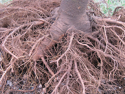 roots diving into root ball