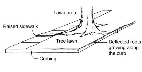 tree near sidewalk diagram